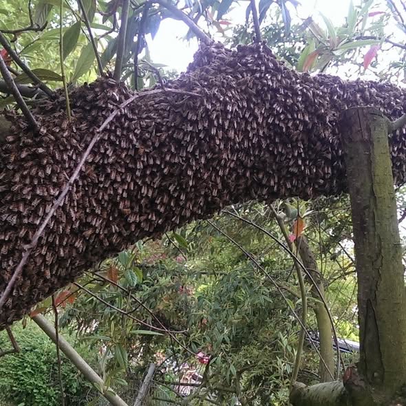 Großer Bienenschwarm hängt an einem Apfelbaum im Garten
