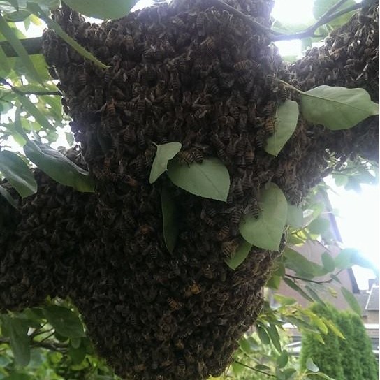 Bienenschwarm unter einem Gartenstuhl, nachts