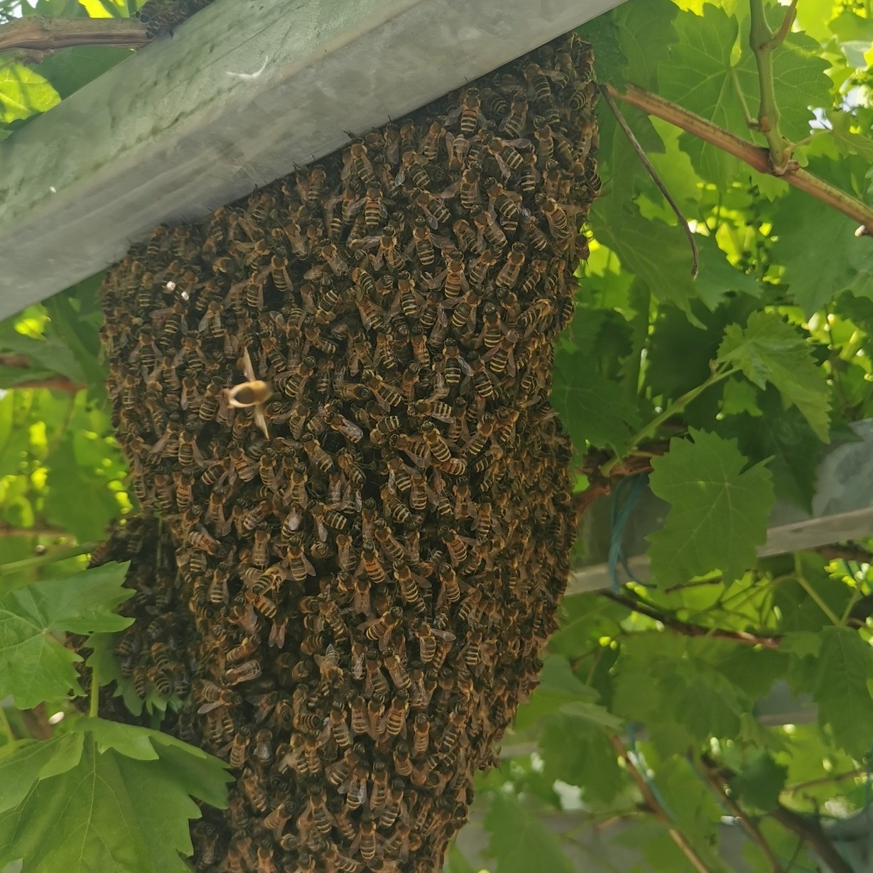 Nahaufnahme eines Bienenschwarms an einer Metallschiene zwischen Weinreben