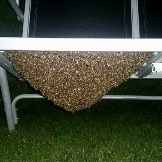 Bienenschwarm in einem Baum, Nahaufnahme der Bienen