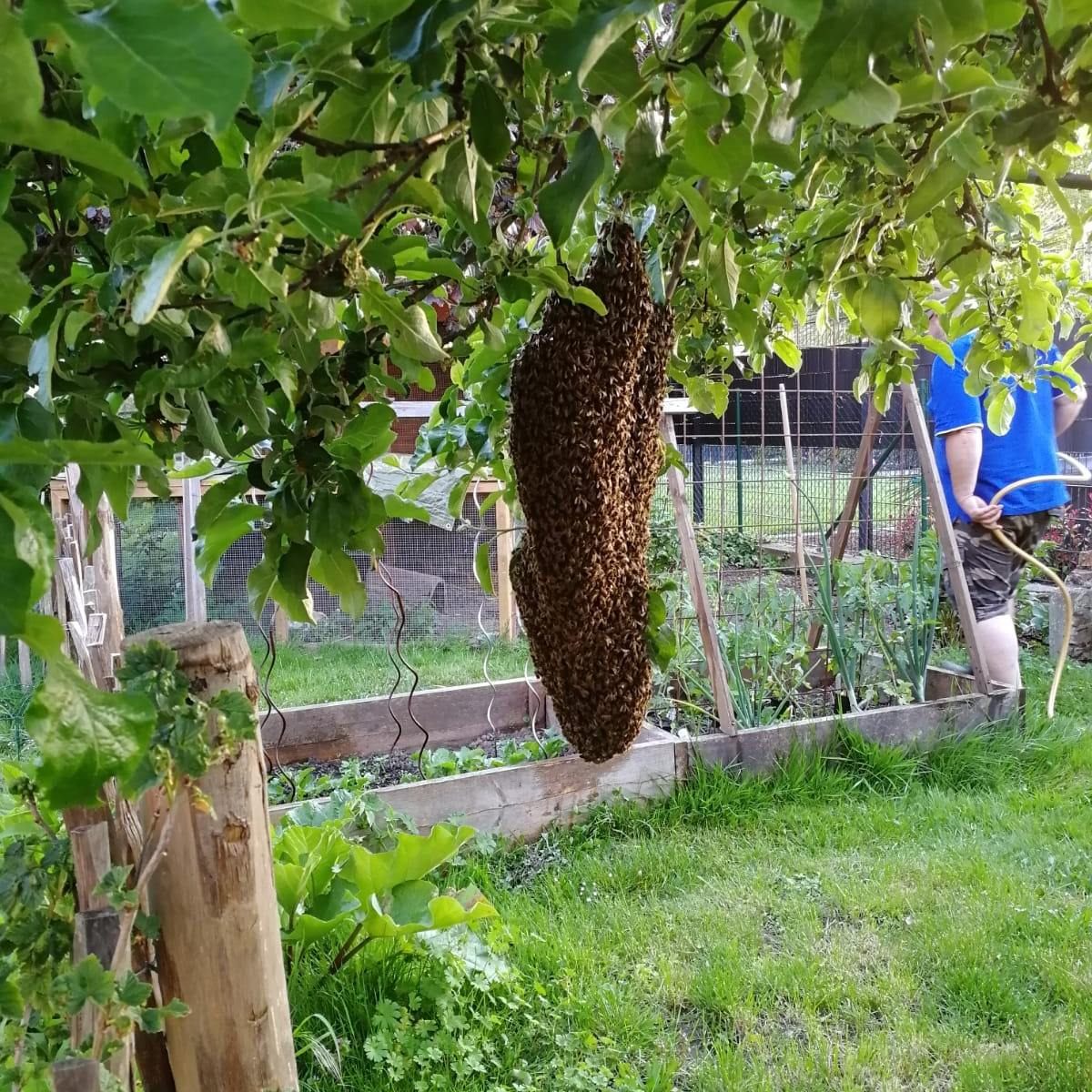 Großer Bienenschwarm auf einem waagerechten Ast